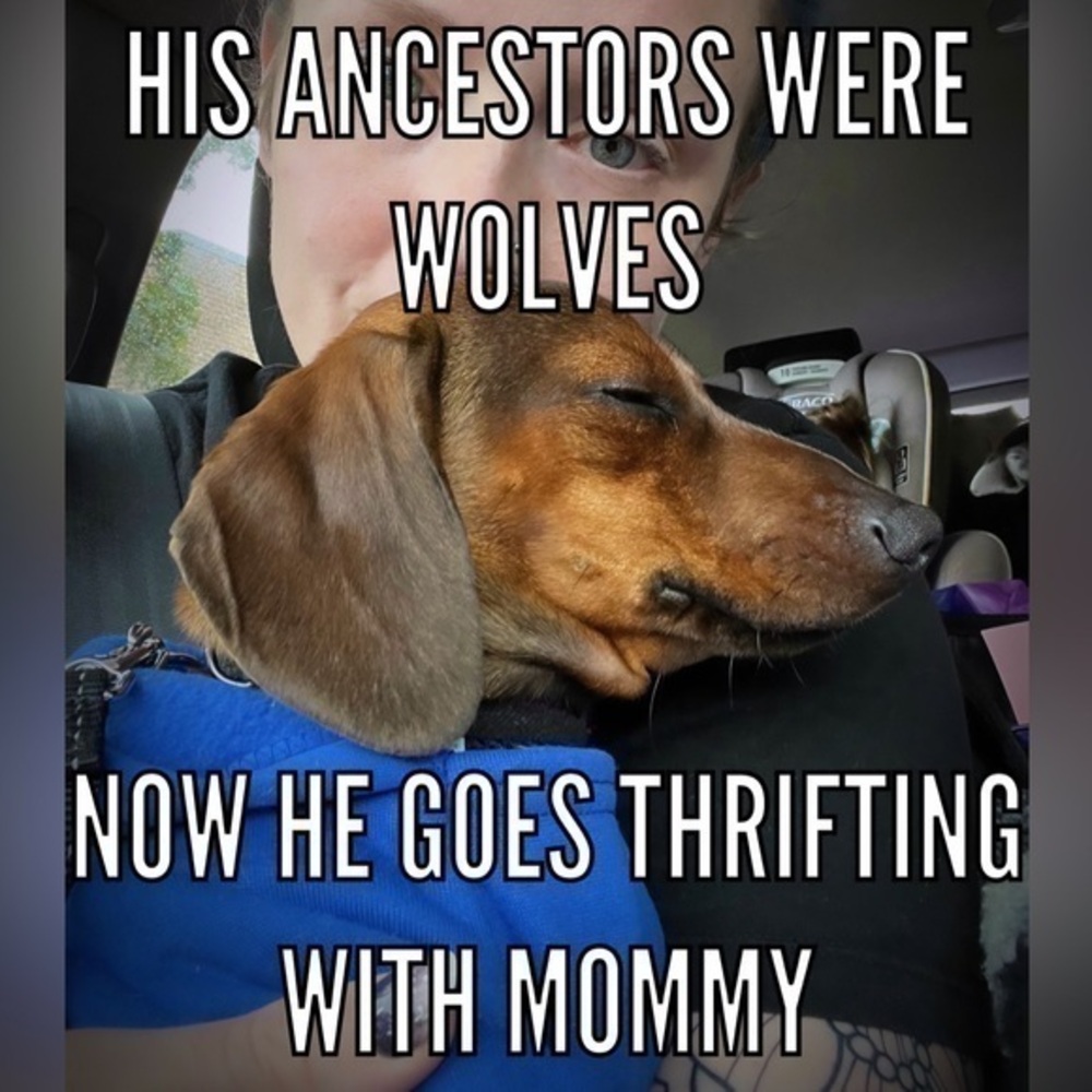 Vintage found items this way! Puppy approved!